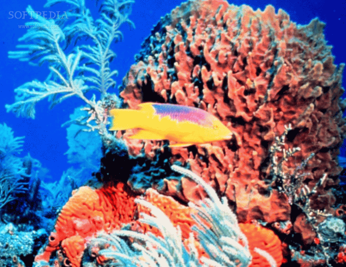 Screenshot 1 of A Tropical Fish and Coral Reef Underwater Journey