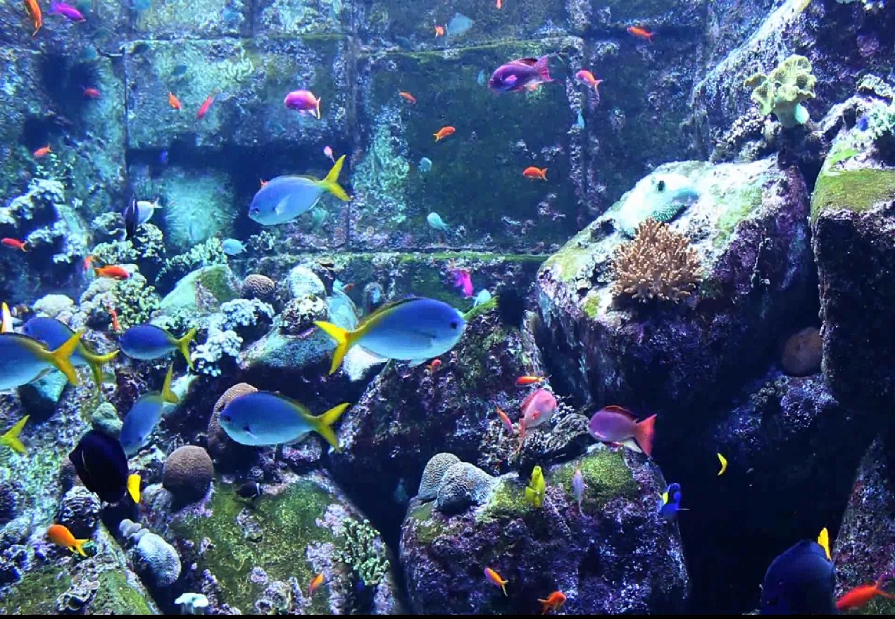 aquarium screensaver  Video Search Engine at Search.com
