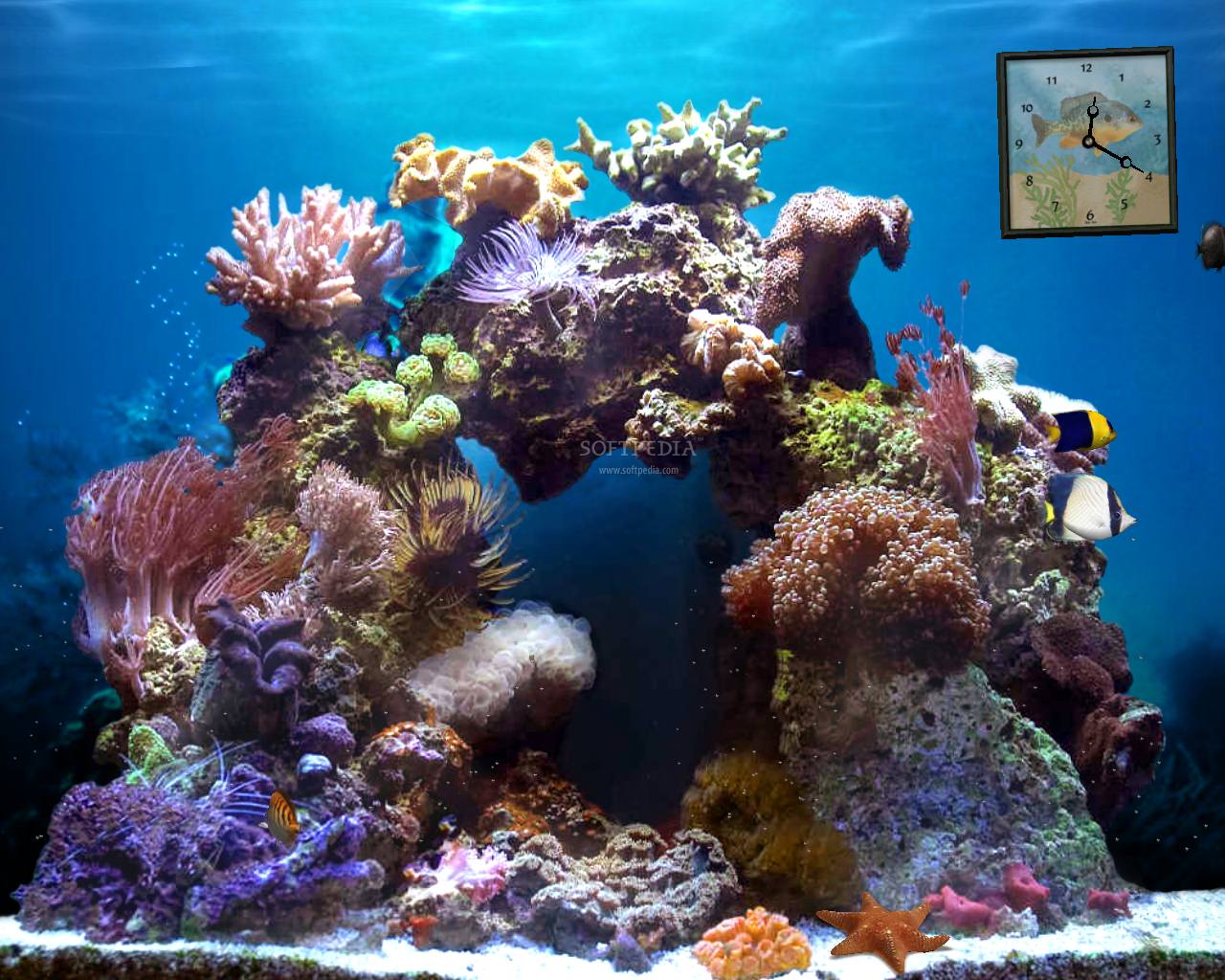 Beautiful Reef - Animated Screensaver Download