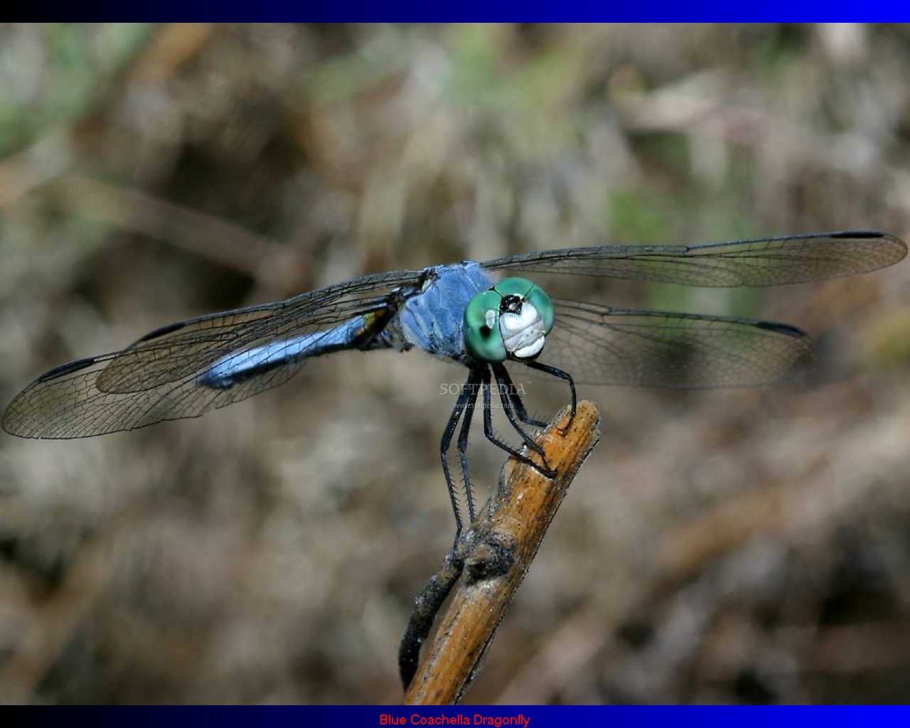 dragonfly screensaver