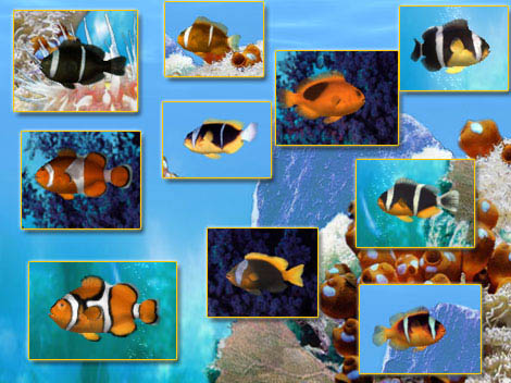 fish tank wallpaper. 3d aquarium background