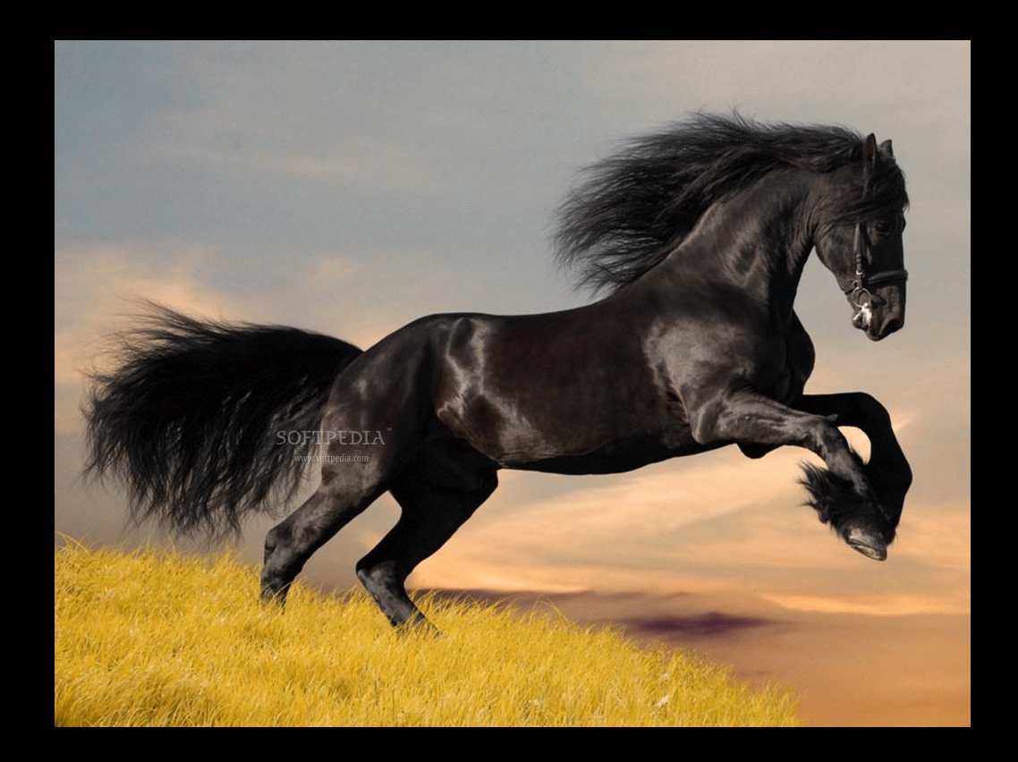 [Image: Friesian-Horse-Screensavers_1.png]