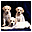 Pretty Puppies Free Screensaver icon